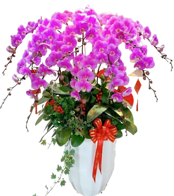 chậu lan hồ điệp hồng
