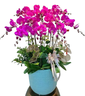 chậu lan hồ điệp hồng