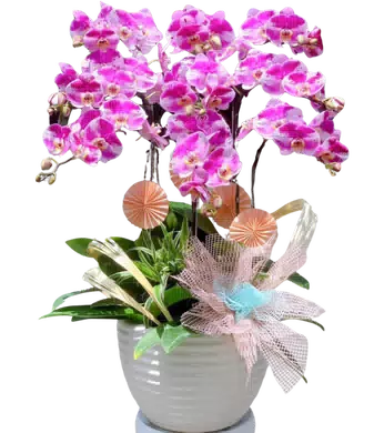 chậu lan hồ điệp hồng