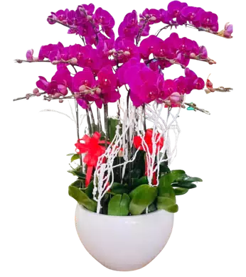 chậu lan hồ điệp hồng