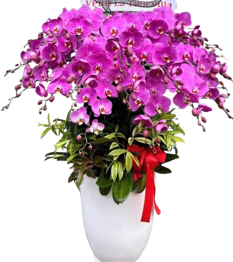 chậu lan hồ điệp hồng đậm