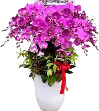 chậu lan hồ điệp hồng đậm