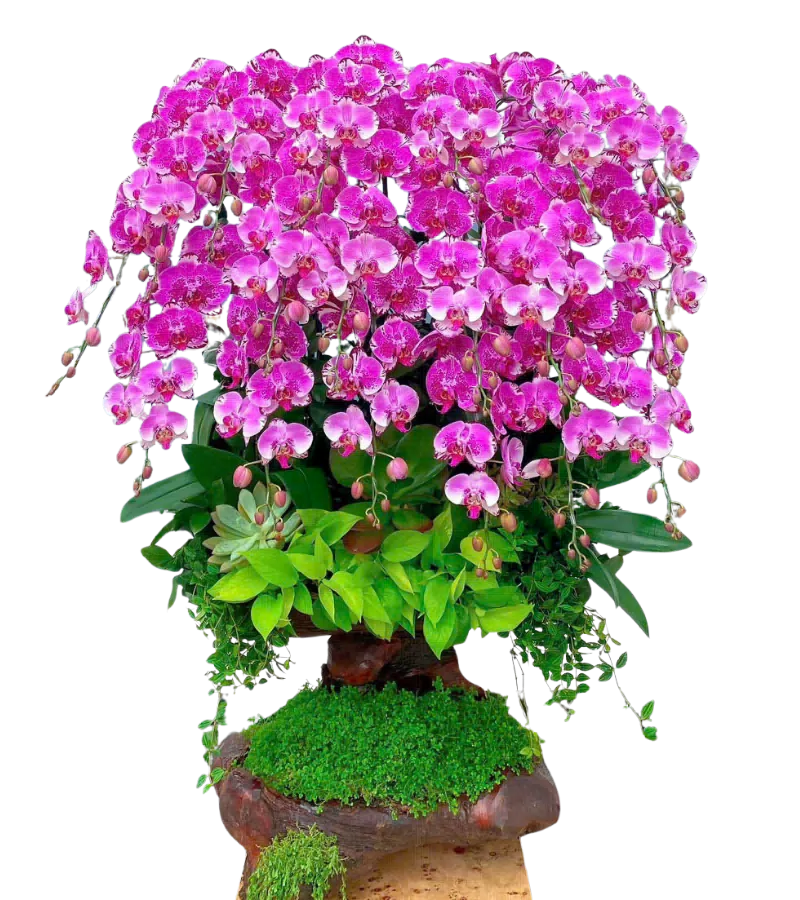 chậu lan hồ điệp hồng