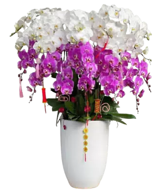 chậu lan hồ điệp hồng mik