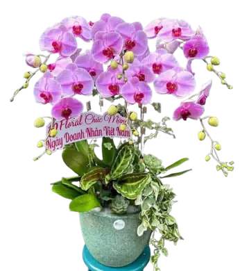chậu lan hồ điệp hồng nhạt