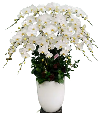 chậu lan hồ điệp trắng