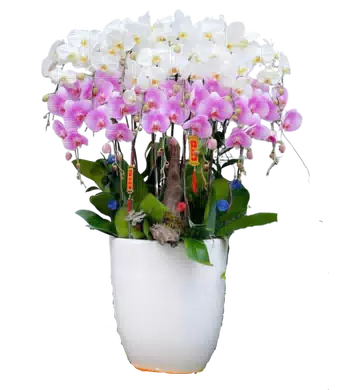 chậu lan hồ điệp trắng mik
