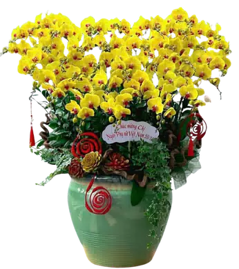 chậu lan hồ điệp vàng