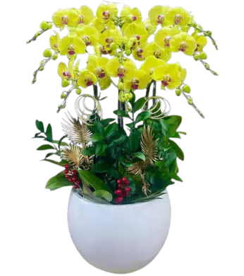 chậu lan hồ điệp vàng