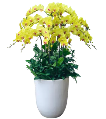 chậu lan hồ điệp vàng