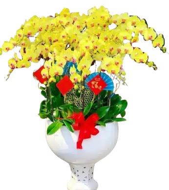 chậu lan hồ điệp vàng