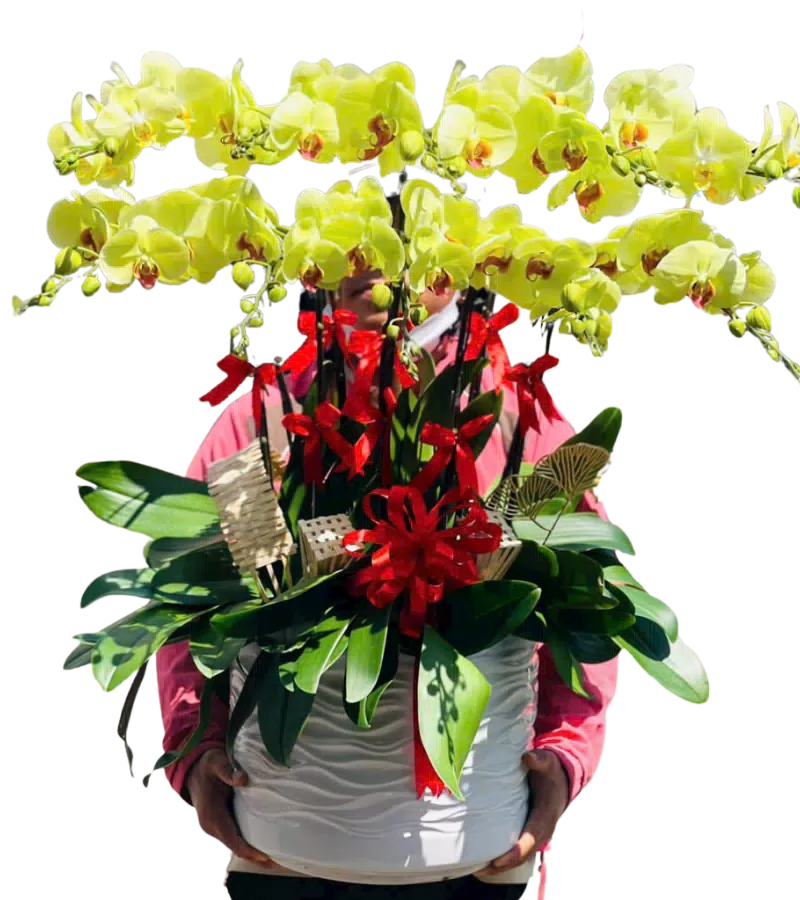 chậu lan hồ điệp vàng