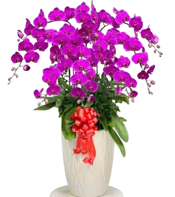 chậu lan hồng đậm